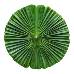 Palm leaf png with transparent background isolated foliage on white