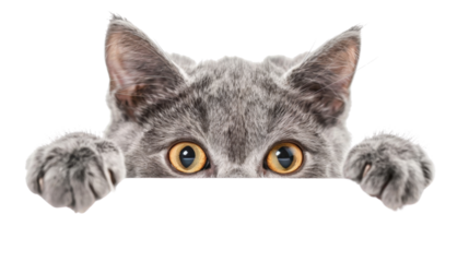 Cute gray kitten peeking over blank sign with transparent background