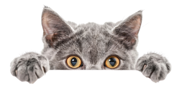 Cute gray kitten peeking over blank sign with transparent background