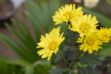 Beautiful Yellow chrysanthemum flowers closeup in the winter garden, Closeup of Chrysanthemum flower, Field of the Yellow Chrysanthemum, Beautiful Yellow flower blooming in nature.