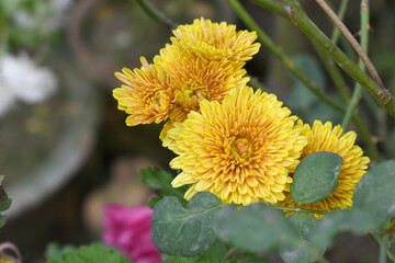 Beautiful Yellow Orange chrysanthemum flowers closeup in the winter garden, Closeup of Chrysanthemum flower, Field of the Yellow Orange Chrysanthemum, Beautiful Yellow Orange flower blooming in nature