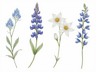 Fototapeta premium Beautiful wildflowers illustrating nature's vibrant colors and delicate forms in a botanical style