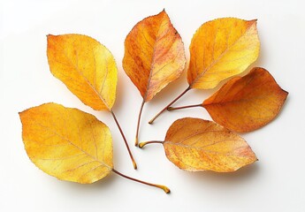 Autumn background: yellow-orange leaves on white, great for text or objects.