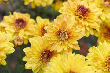 Beautiful Yellow red chrysanthemum flowers closeup in the winter garden, Closeup of Chrysanthemum flower, Field of the Yellow red Chrysanthemum, Beautiful Yellow red flower blooming in nature.