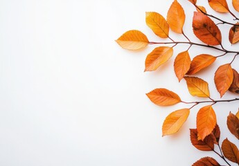 Autumn nature background. Orange leaves fall on white, copy space for text.