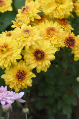 Beautiful Yellow red chrysanthemum flowers closeup in the winter garden, Closeup of Chrysanthemum flower, Field of the Yellow red Chrysanthemum, Beautiful Yellow red flower blooming in nature.