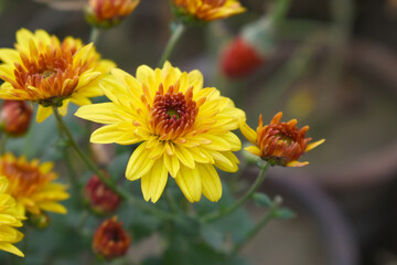 Beautiful Yellow red chrysanthemum flowers closeup in the winter garden, Closeup of Chrysanthemum flower, Field of the Yellow red Chrysanthemum, Beautiful Yellow red flower blooming in nature.