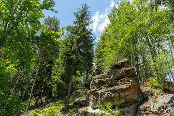 A large rock formation surrounded by trees in a forest