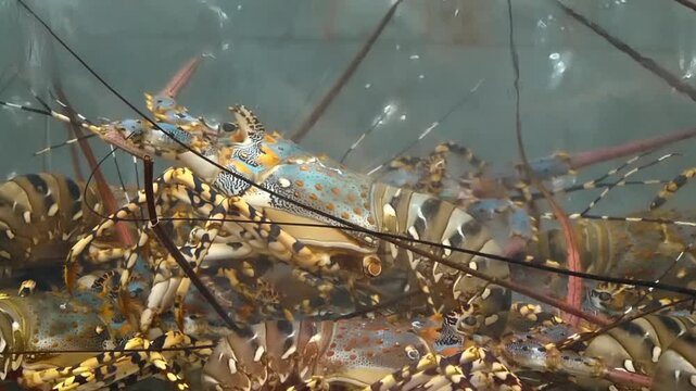 Langoustes in a restaurant aquarium, ready for customers to choose as lunch