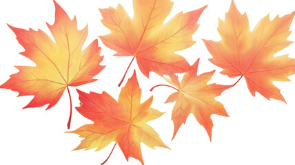 Obraz premium maple leaves