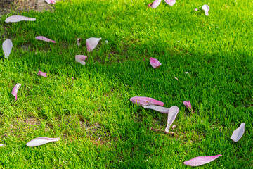 A lawn with scattered pink flower petals