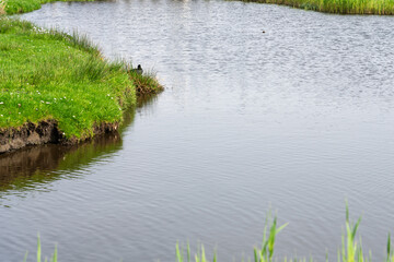 Landscape photograph of a canal with a protruding bank on the left, covered with green grass and a duck.