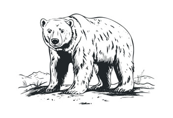 Artistic illustration of a standing polar bear in natural habitat. Vector retro hand drawn illustration