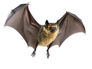 Isolated Bat on White