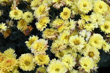 Beautiful Yellow chrysanthemum flowers closeup in the winter garden, Closeup of Chrysanthemum flower, Field of the Yellow Chrysanthemum, Beautiful Yellow flower blooming in nature.