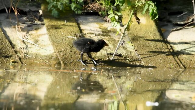 B&eacute;b&eacute; poule d'eau au bord de l'eau (Gallinula chloropus)
