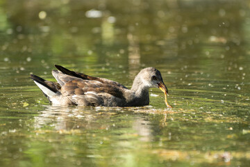 Poule d'eau juvénile se nourrissant sur un lac (Gallinula chloropus)