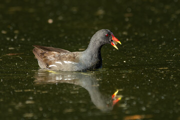 Poule d'eau nageant (Gallinula chloropus)