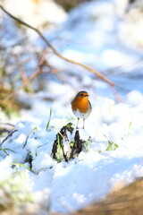 les oiseaux de janvier