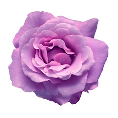 Elegant purple rose isolated on a white background. Beautiful head flower. Spring time, summer....