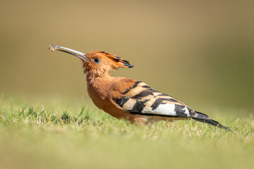 African hoopoe holds spider on short grass © Nick Dale