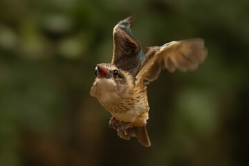 Brown-hooded kingfisher flies by bushes tucking wings