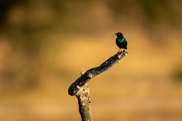 Cape starling on stump in golden light