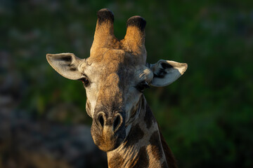 Close-up of male southern giraffe cocking head