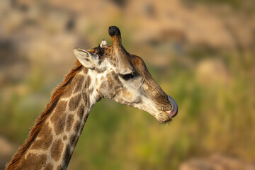 Close-up of southern giraffe standing curling tongue