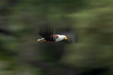 Slow pan of African fish eagle flying