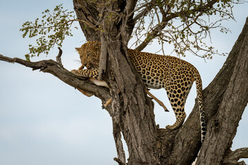 Male leopard stands in tree eating impala