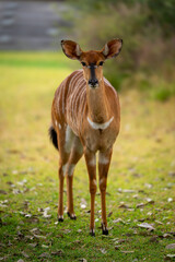 Female nyala stands on grass facing camera