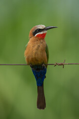 White-fronted bee-eater on barbed wire turns head