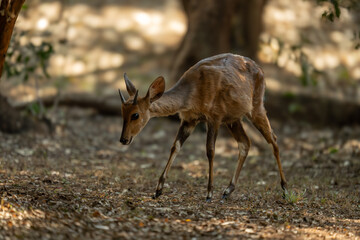 Young male nyala walks through shady woods