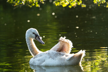 Jeune cygne tuberculé sur l'eau (Cygnus olor)
