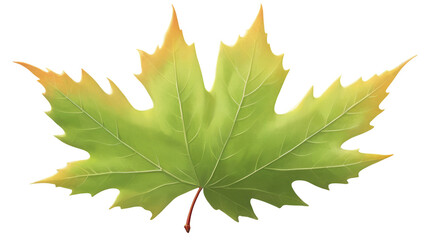 maple leaves