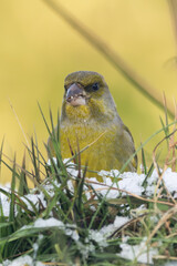 oiseau verdier d'europe 