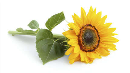 Obraz premium vibrant sunflower with green leaves, showcasing its bright yellow petals and intricate center, symbolizes warmth and positivity