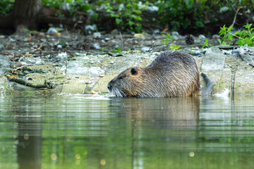 Ragondin au bord de l'eau