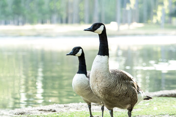 Couple de bernaches du Canada (Branta canadensis) au bord de l'eau