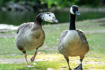 Hybride Oie cendrée x Bernache du Canada (Anser anser x Branta canadensis) courtisant une Bernache du Canada