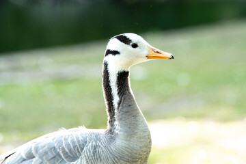 Oie à tête barrée (Anser indicus) au bord de l'eau