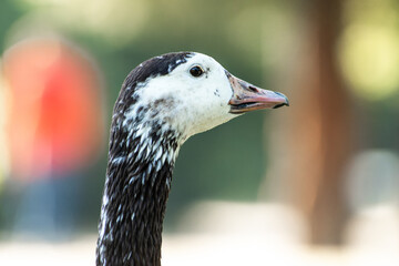 Obraz premium Hybride Oie cendrée x Bernache du Canada (Anser anser x Branta canadensis)