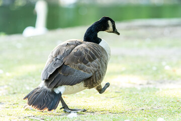 Bernache du Canada blessée, amputée de la patte gauche, essayant de marcher dans l'herbe (Branta canadensis)
