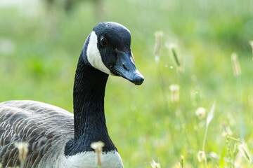 Bernache du Canada (Branta canadensis)