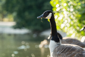 Bernache du Canada (Branta canadensis)