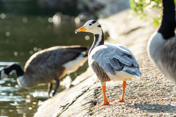 Oie à tête barrée (Anser indicus)