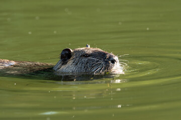 Ragondin dans l'eau (Myocastor coypus)