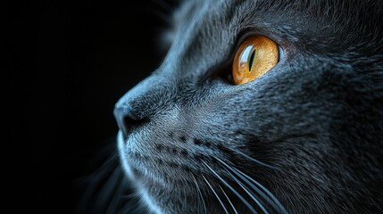 Close-up profile of a gray cat