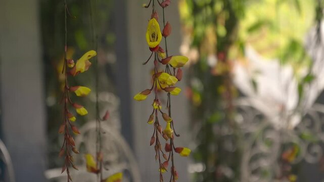 Beautiful flowers mysore trumpetvine (indian clock vine, thunbergia mysorensis) sway slowly in the wind